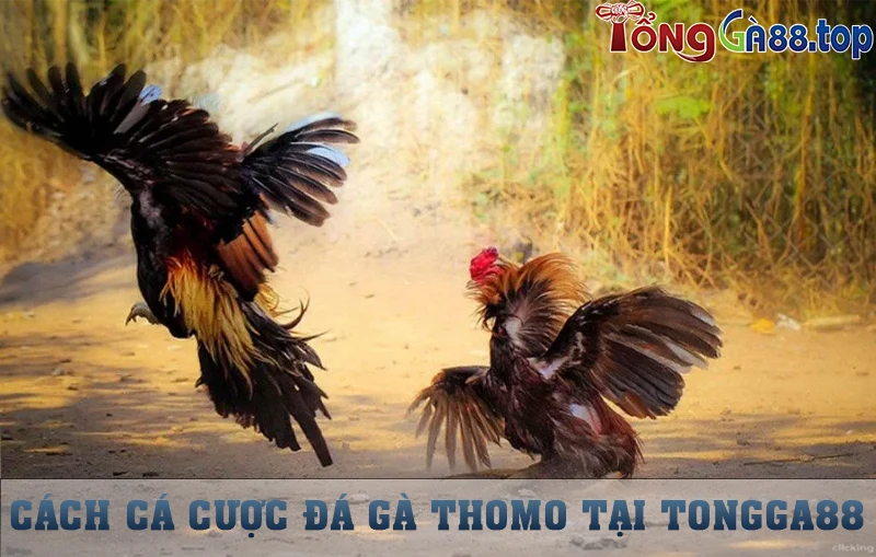 Cách cá cược đá gà Thomo tại Tongga88
