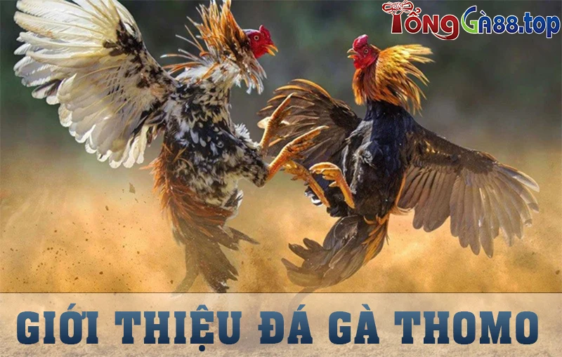 Giới thiệu đá gà Thomo tại Tongga88