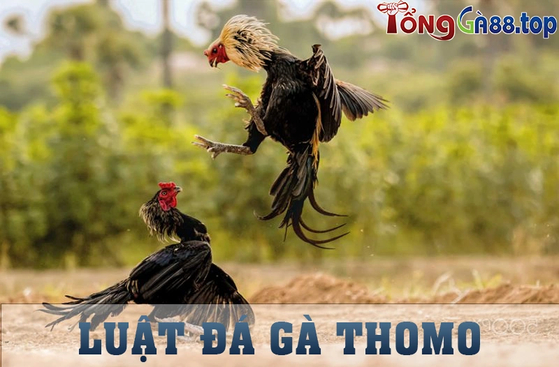 Luật đá gà Thomo - Luật chơi cá cược đá gà Thomo tại Tongga88